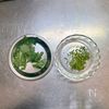 【鶏むね肉と春雨のレンジ蒸し】節約＆レンジだけ♪の工程2
