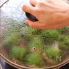 さわやか最高!【梅しそチーズつくね】洗い物少なすぎ楽チン♪の工程7