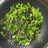 【小松菜の塩昆布炒め】買い足し食材なし♪の工程2