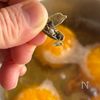 丸ごとみかんのスパイシーゼリーの工程1