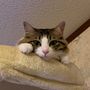 だぶるつ
