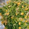 鶏皮坊主の作ってみた!投稿(豆苗とツナのコールスロー風サラダ♩豆苗で栄養満点💯経済的)