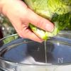 秒で消えた!レタスのごま油和えの工程1