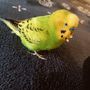 🐤タクのかあかん