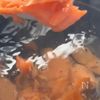 鮭1切れで節約♪鮭とふわふわ卵の雑炊の工程4