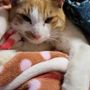 ひまわり