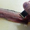 焼きシメサンマの押し寿司の下準備