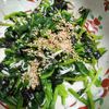 鶏皮坊主の作ってみた!投稿(ほうれん草がパクパク進む♪しらす韓国のり和え)