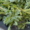 味付けこれだけ！簡単&ヘルシーな牡蠣と春菊の豆乳グラタンの工程3