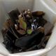 実山椒たっぷりの塩昆布