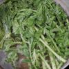 だいこんの葉のゆで方・食べ方の工程1