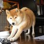 サマサマ