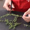 余ったハーブを使い切る！ハーブオイル冷凍の工程1