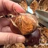 秋の手仕事★栗の鬼皮の剥き方の工程7