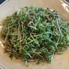 corichucoonの作ってみた!投稿(ペロリと一袋!『ごま油香るじゃことおかかの豆苗サラダ』)