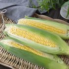 本当に美味しいとうもろこしの茹で方｜何度も作りたい定番レシピVol.144