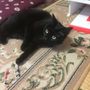 生茶パンダ