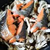 リピート確定！絶品！【鮭ときのこの炊き込みご飯】の工程4