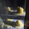 帽子みたいなスイートポテト♪の工程8