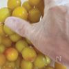 お手軽に白梅干しの工程2