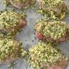 作業時間5分でオーブンまかせ!【メカジキの香草パン粉焼き】の工程2