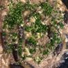 yayoの作ってみた!投稿(【旨辛☆麻婆豆腐】甜麺醤いらず！おうちのお味噌で簡単中華！)