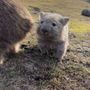 うなち