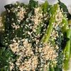 けいぞうの作ってみた!投稿(味付け1つ＜ほうれん草の胡麻和え＞シンプルが美味しい🤤)