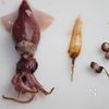 簡単絶品！ホタルイカの炊き込みご飯の工程1