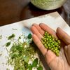 実山椒の下処理の下準備