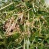 鶏皮坊主の作ってみた!投稿(【生豆苗とメンマの塩昆布和え】今日のおつまみ)