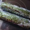 お弁当に♪簡単可愛い♪ロールおにぎりの工程6