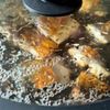 子どもが夢中食べた【鯖の蒲焼き】🐟の工程5