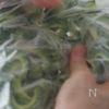 ゴーヤのひき肉味噌炒めの工程1