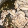 冷凍しいたけたっぷり!旨みましましバター香るリングイーネの工程2