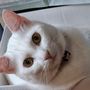 あずたまん