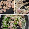 【豚たまもやし炒め】コスパ最強！ご飯がすすむ炒めものの工程3