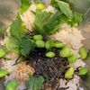 混ぜるだけ♡簡単旨『枝豆塩昆布おにぎり』熱中症対策にも♪の工程1