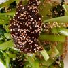 材料ふたつで副菜!《小松菜の佃煮海苔和え》の工程4