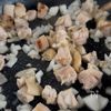 春キャベツと鶏もも肉で♪ガパオライス風の工程1