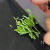 切ってあえるだけ！【きゅうりの大葉昆布あえ】の下準備