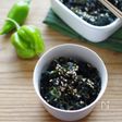 葉唐辛子の佃煮