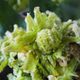 【カリッと天ぷらのコツ】花開く揚げ方＊ふきのとうの天ぷら
