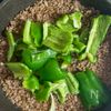 【10分でビシッと決まる】ひき肉とピーマンのオイスター炒めの工程3