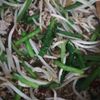 翔ママの作ってみた!投稿(【ひき肉炒め】節約でガチうま！)