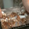 秋のキノコを味わう‼︎『舞茸と生ハムのマリネ』の工程1