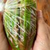 さっぱりやみつき【梅かつおオクラ】の工程3