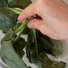 風邪予防に！ちぢみほうれん草のチーズチヂミの下準備