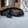 うこまめ