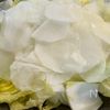 地味だけどほっと沁みる【白菜と大根の豚しゃぶ蒸し】の工程1